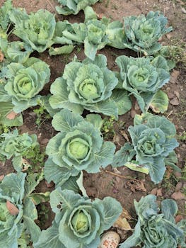 Potager bio en plein ete