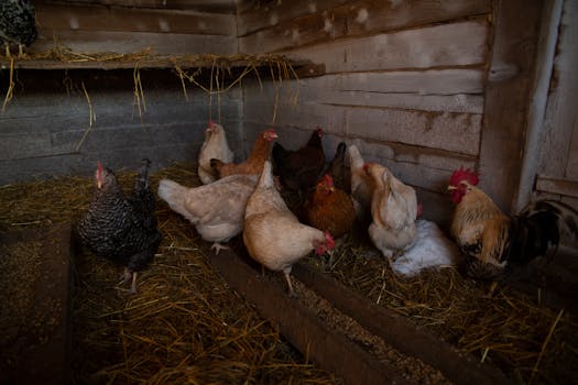 Nos poules dans leur poulailler
