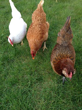 Poules en liberte dans l'herbe