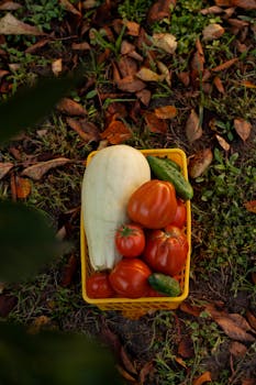 Recolte de legumes du potager